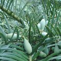 Cephalotaxus fortunei fruit (3)
